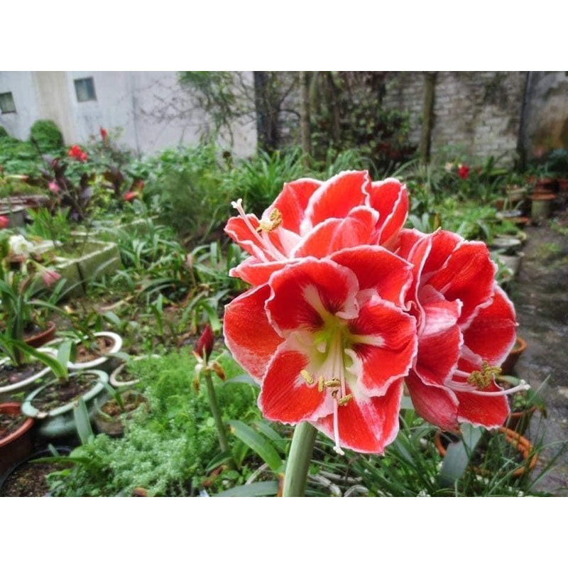 Củ hoa Lan Huệ cánh kép..