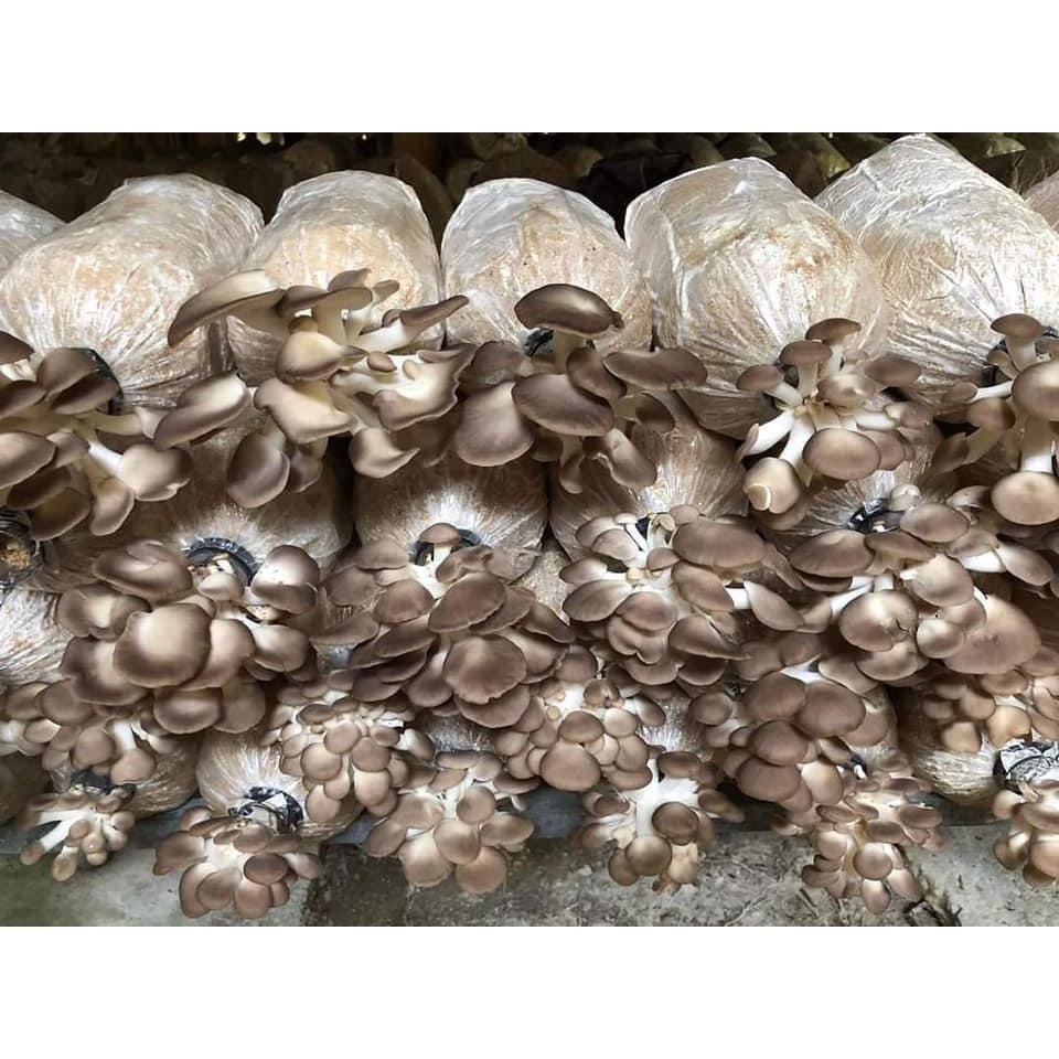 Phôi nấm Bào ngư (1 kiện 12 bịch phôi)
