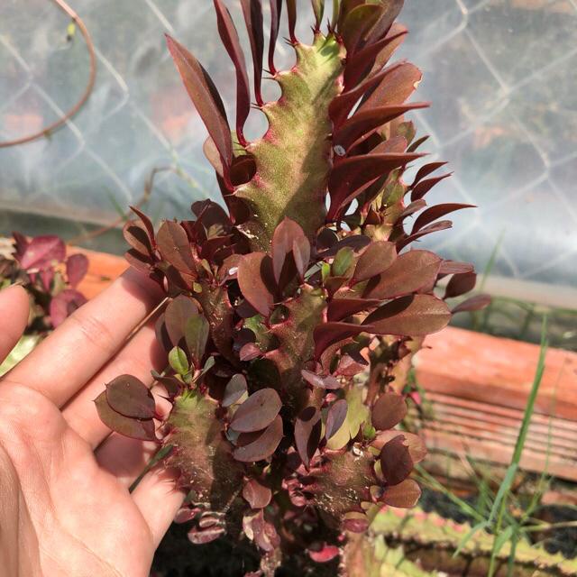 Xương rồng 3 cạnh lá đỏ