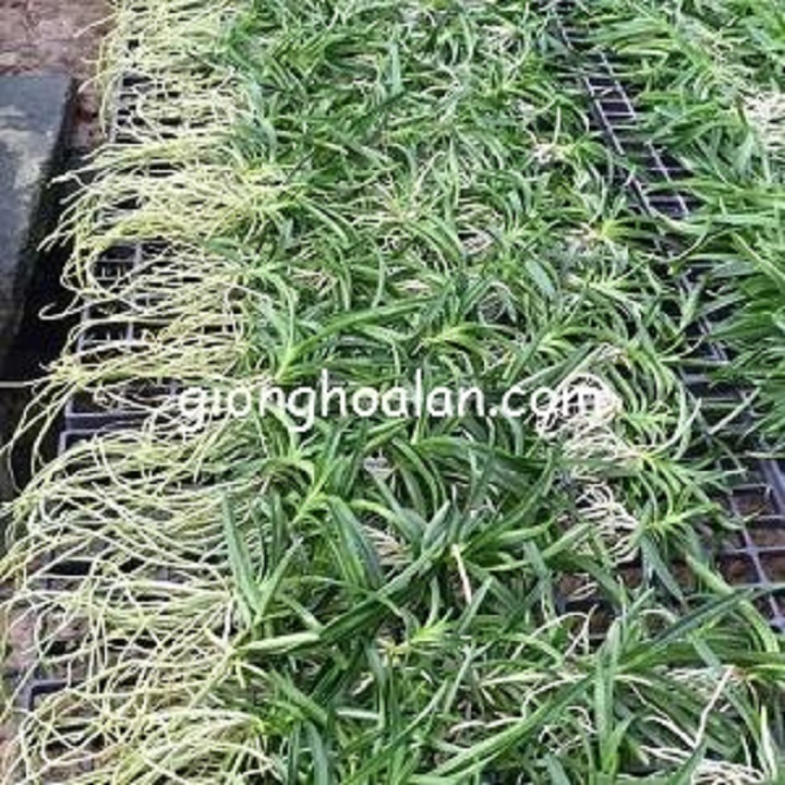 cây giống lan vanda, hàng nhập thái lan, đủ màu