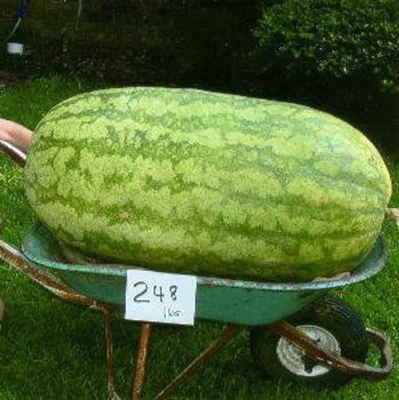 Giant Watermelon Seeds  - Sale Off