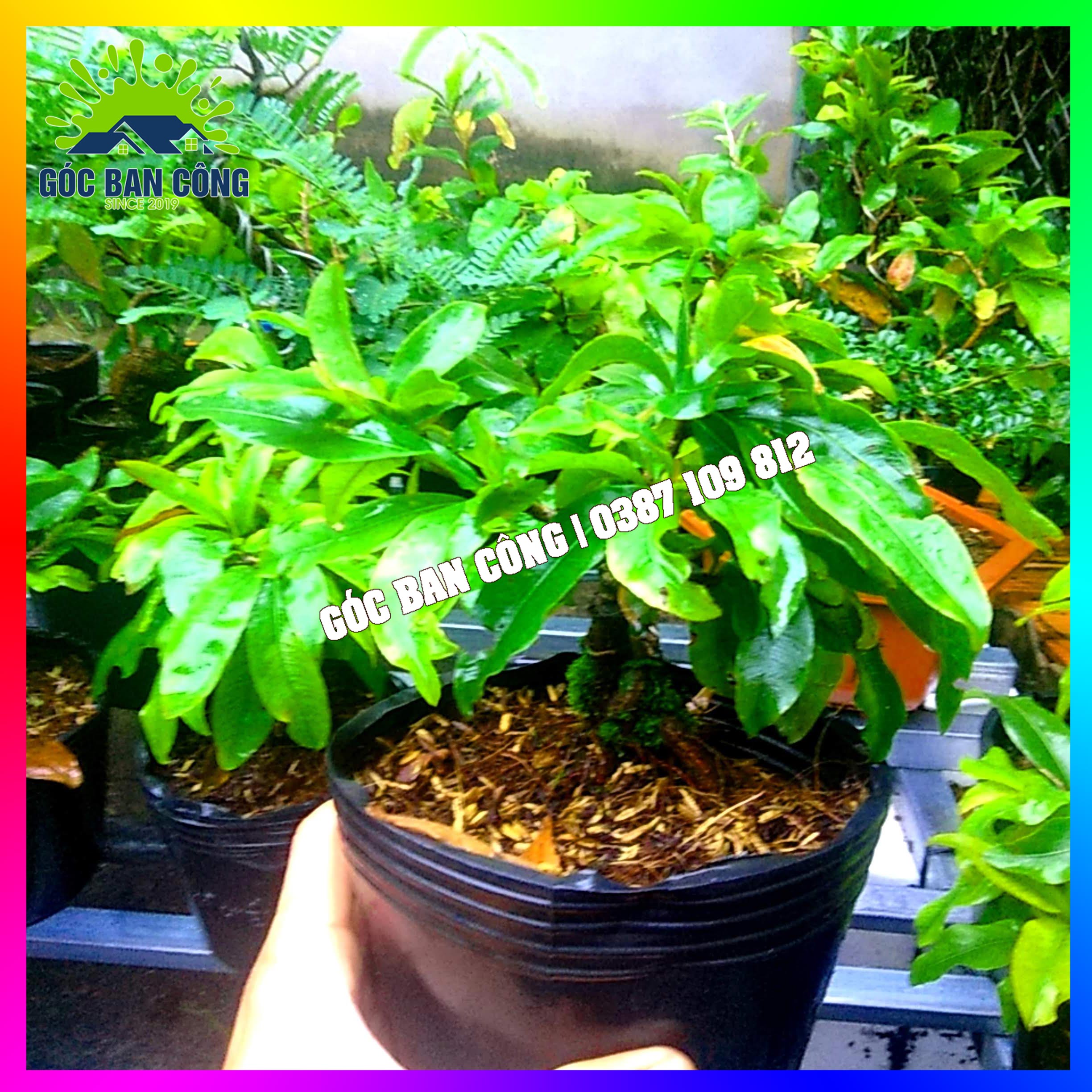 Mai Vàng Đại Lộc Bonsai Mini