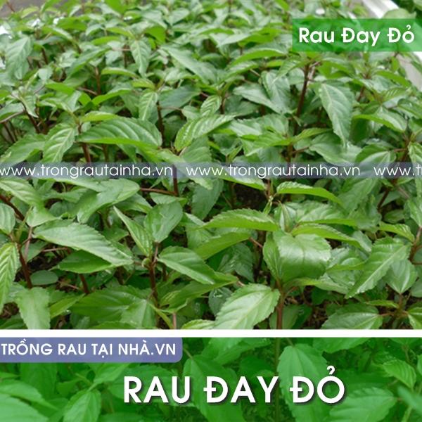 Hạt giống rau đay đỏ