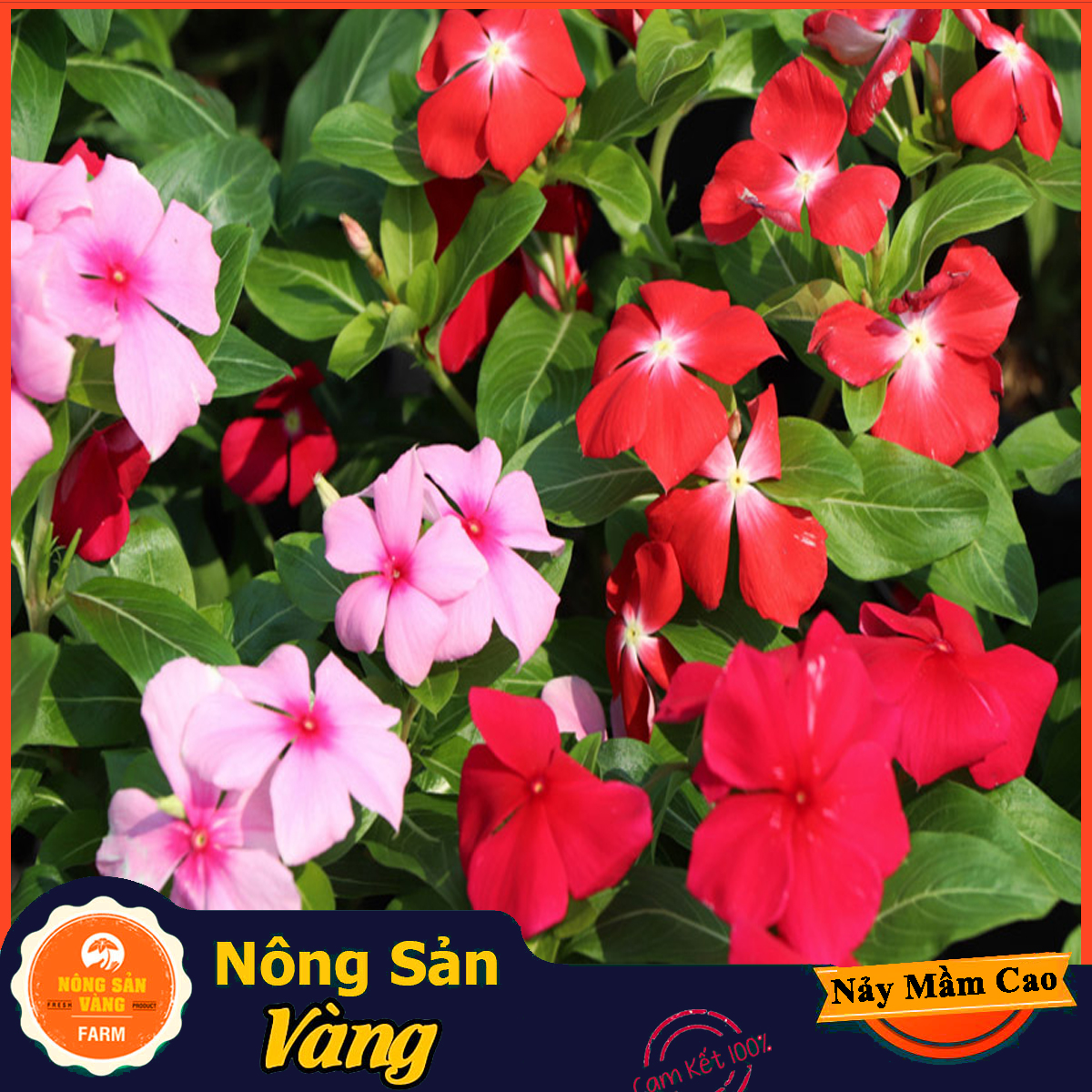 Colorful dried coconut flower seed colorful floral beautiful all leaf body colorful flower fat green leaf vitality (pack of 50 seeds)-shallow yellow