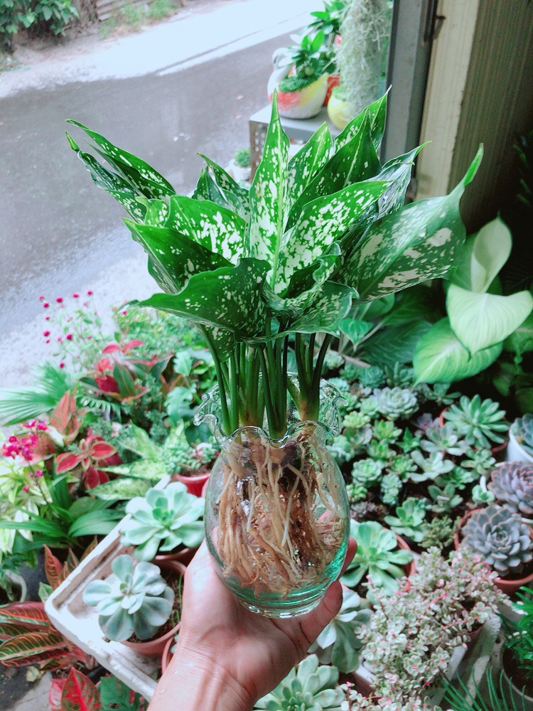 [HCM]Chậu Ngọc Ngân Thuỷ Sinh