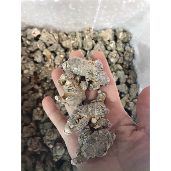 Củ Tam Thất Bắc 500Gr [hàng 50củ/1kg]