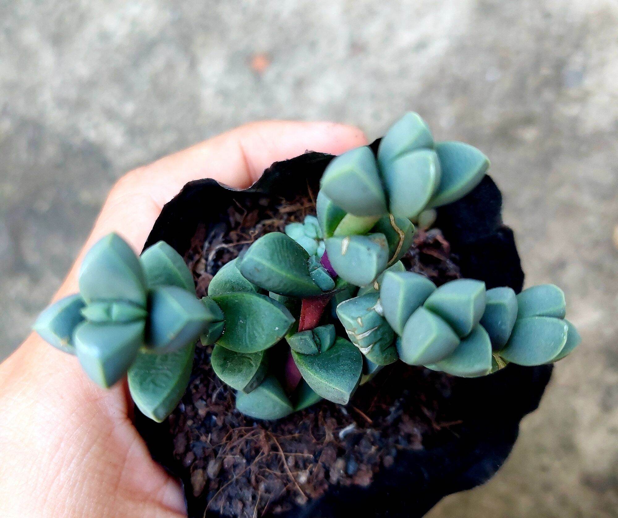 Sen đá TIM size bầu 5-6 cm