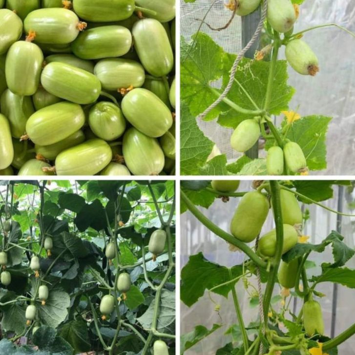 Hạt giống dưa chuột ngọc nữ siêu trái-20 hạt-gieo trồng quanh năm
