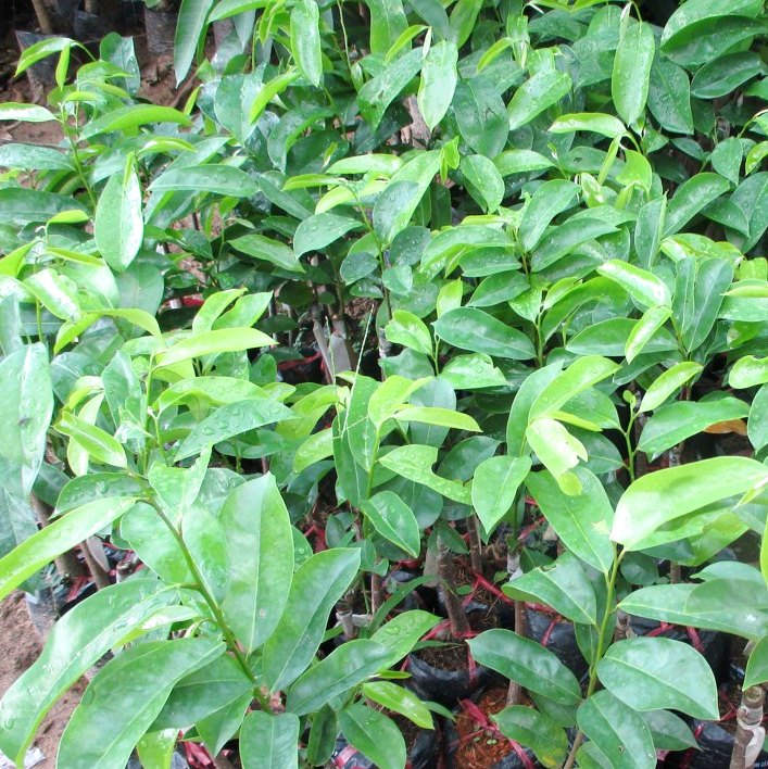 COMBO 2 CÂY MÃNG CẦU XIÊM THÁI LAN