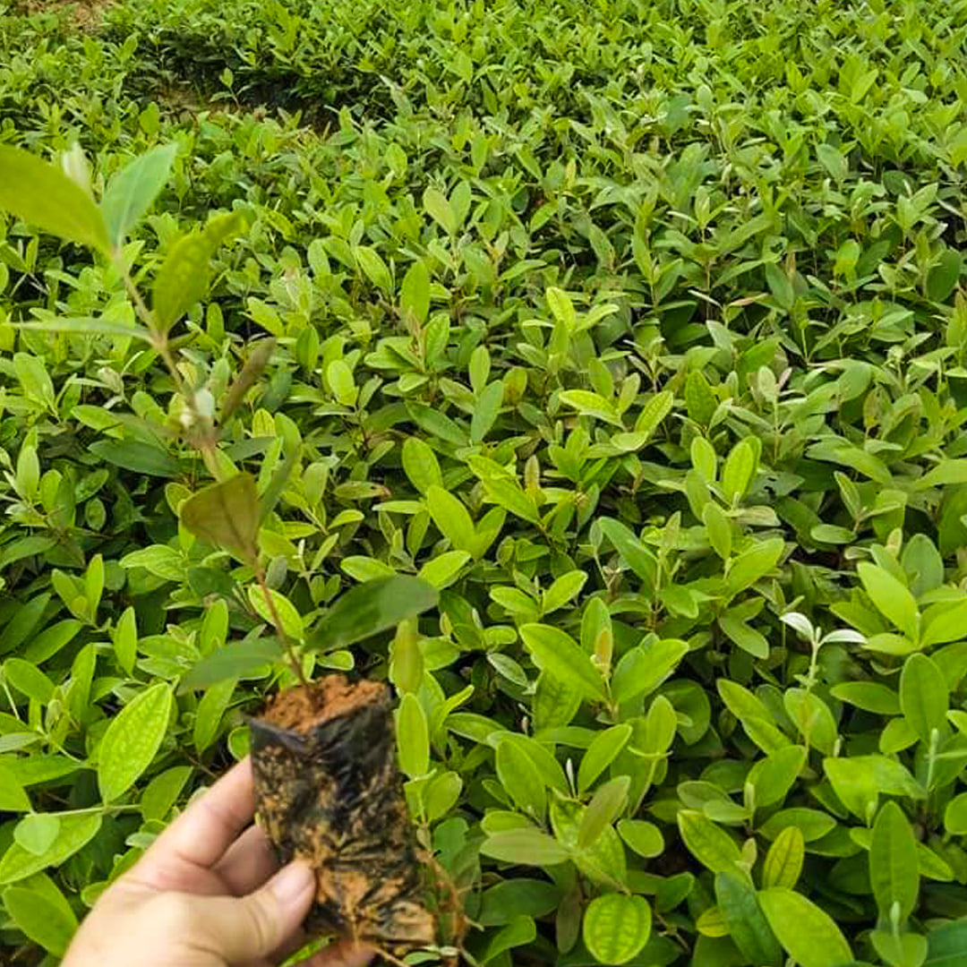 CÂY GIỐNG SIM ƯƠM BẦU ĐẤT