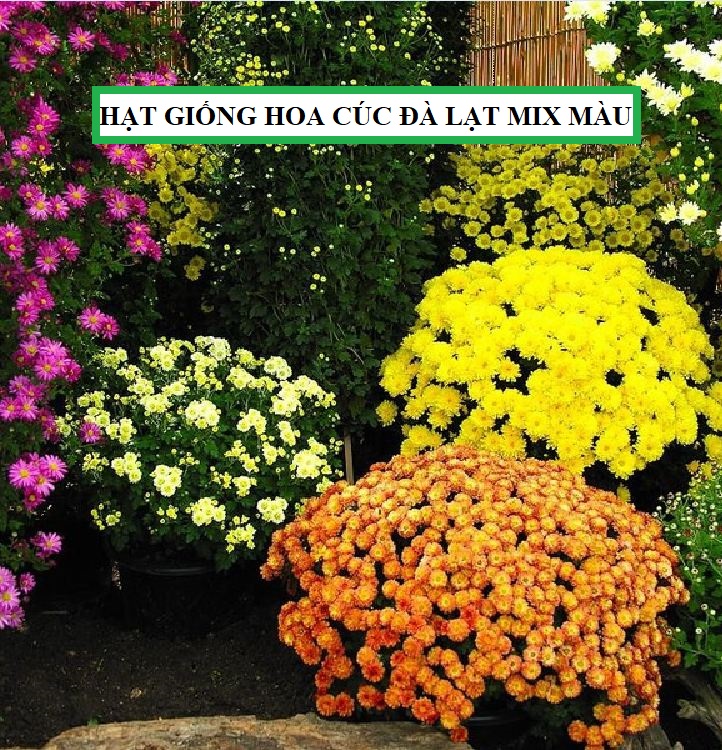 Hạt giống hoa cúc đà lạt nhiều màu - gói 50 hạt