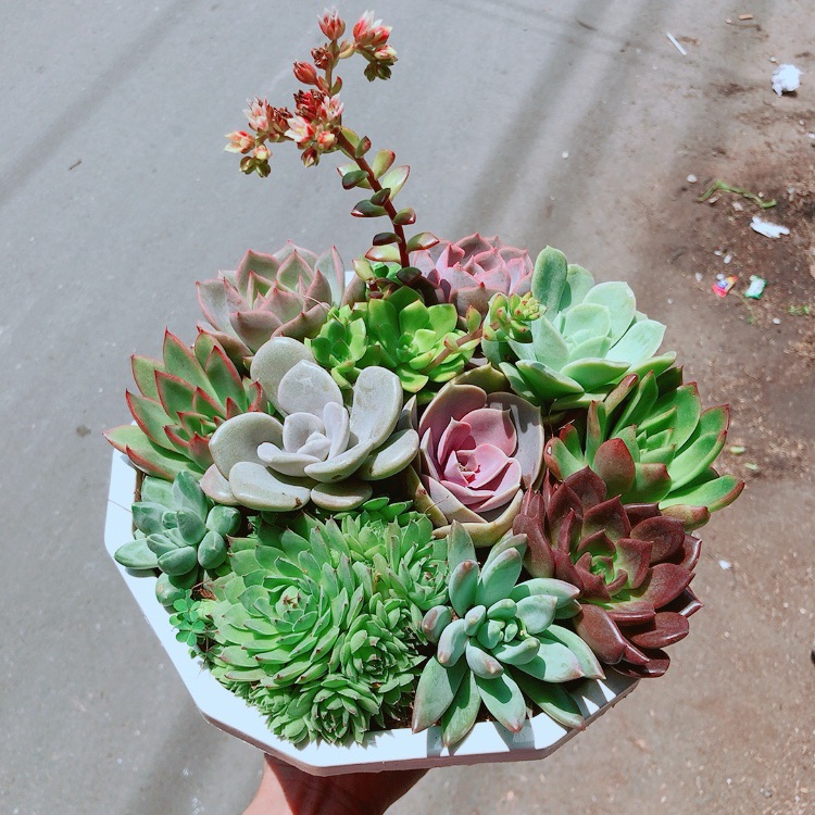Chậu sen đá mix 12 cây lớn
