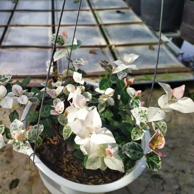 Cây giống thằn lằn cẩm thạch ( cây thằn lằn bông) - CayGiongTot