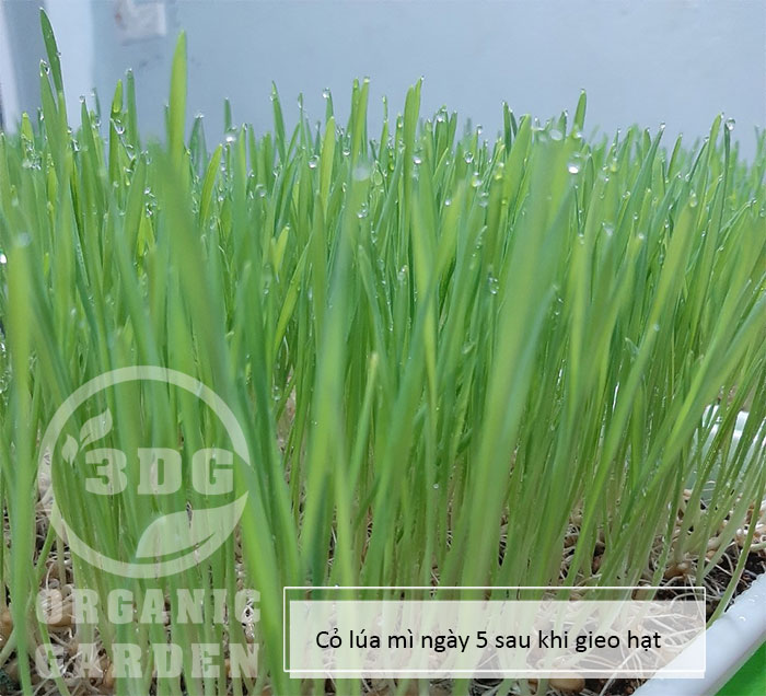 1KG HẠT GIỐNG CỎ LÚA MÌ ITALY hạt trắng