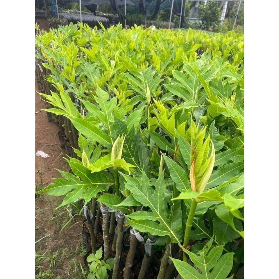 Cây giống sa kê (Cây đẹp được kiểm tra cây)