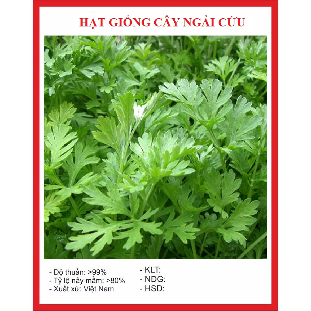 50 Hạt giống cây ngải cứu -thời gian thu hoạch 2 tháng