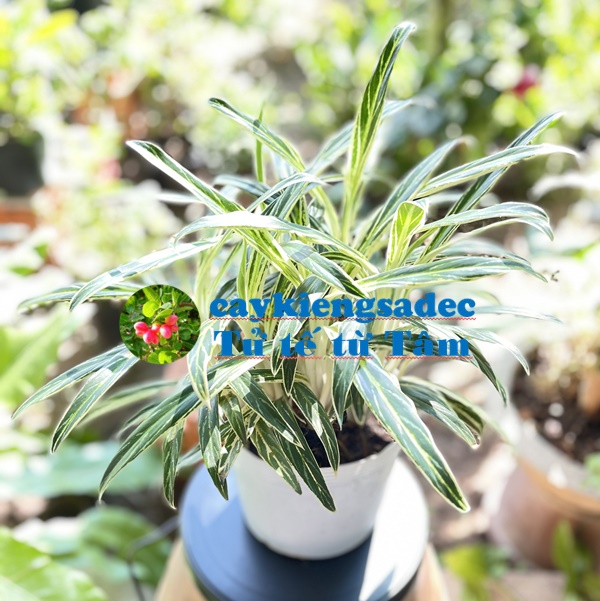 Cây thu tiền + tặng phân bón cho cây khỏe