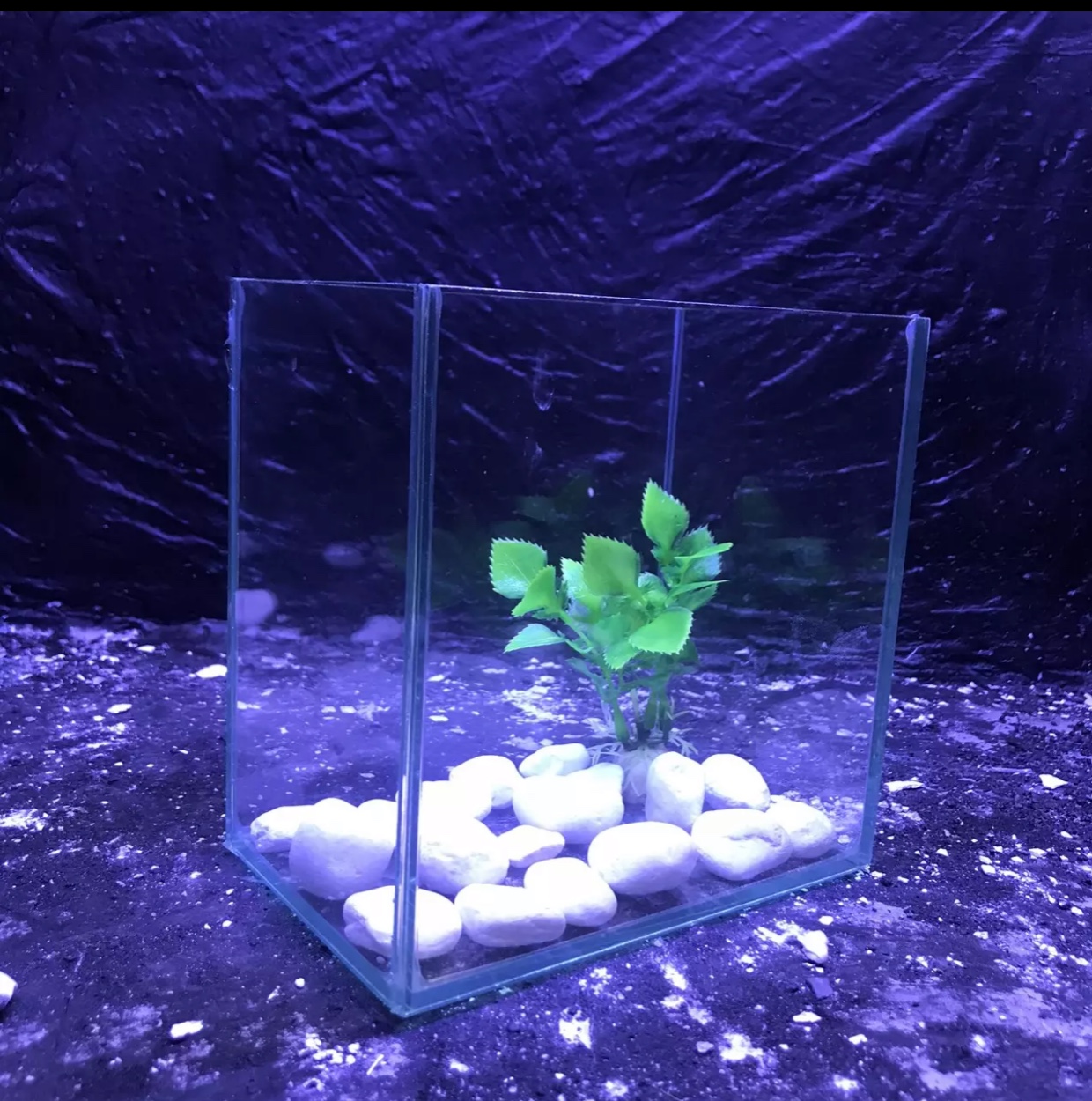 bể cá mini 15x10x15 đẹp