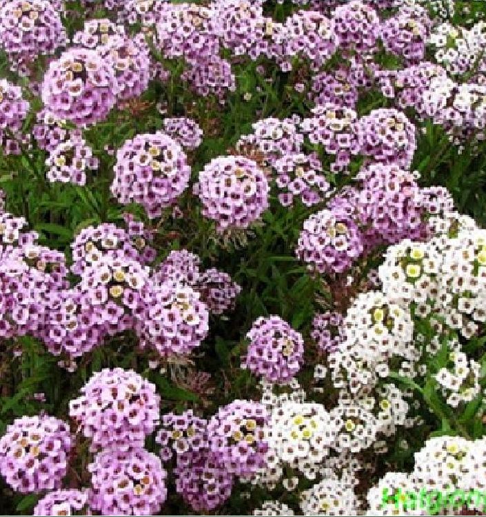 Hạt giống hoa ngàn sao mix - Gói 100 hạt