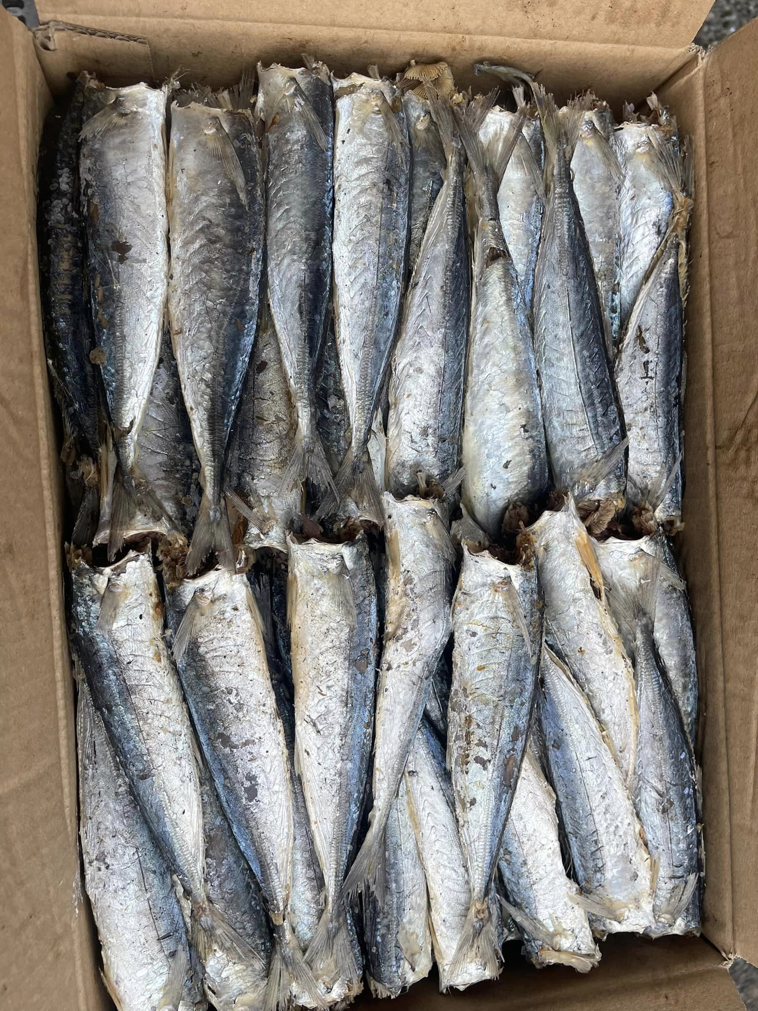 Bán sỉ 1 kg cá nục hấp nhạt