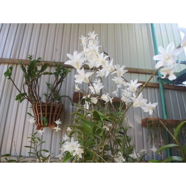 Hoa Lan bạch câu cực thơm(1 khóm)