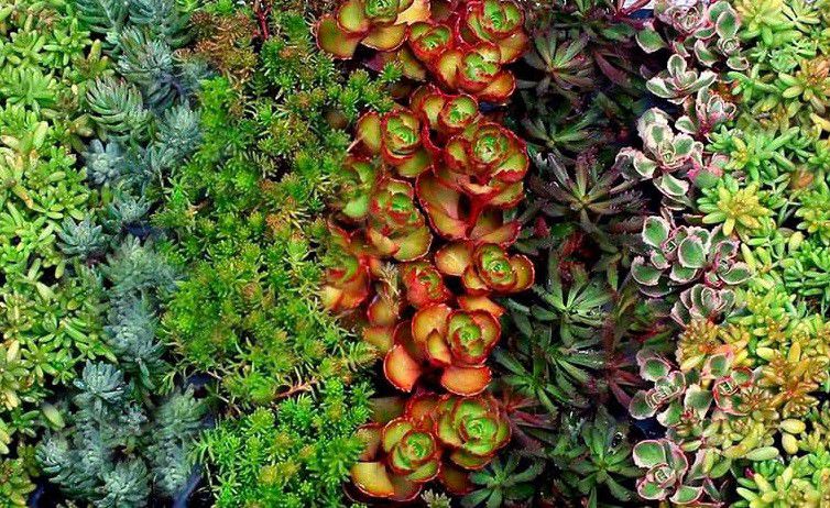 Hạt Giống Sen Đá Sedum Mix Chịu Hạn (50H)
