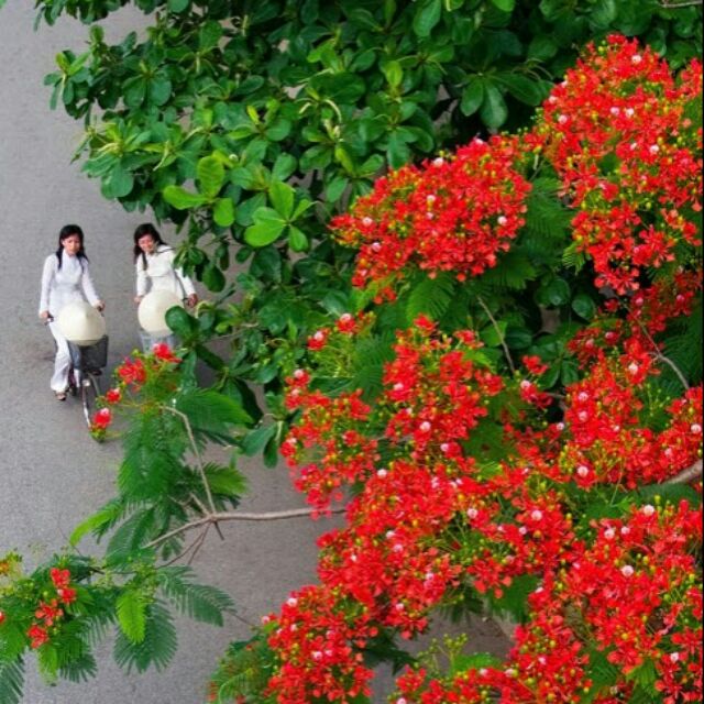 Cây phượng vĩ ,cây đẹp. Cao 70cm.