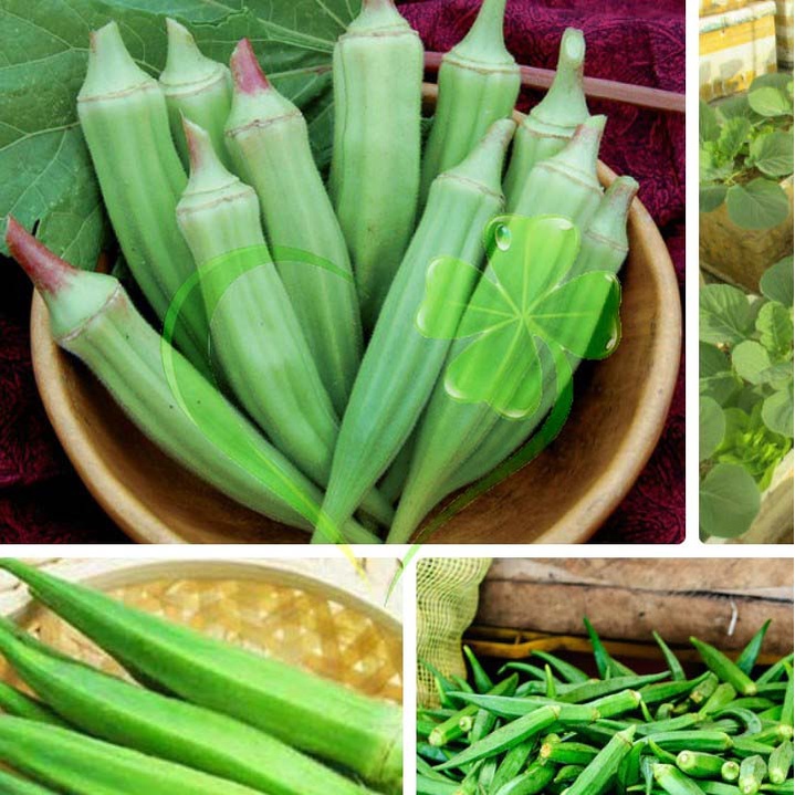 HẠT ĐẬU BẮP - CÀ BẮP - GÓI 18 GRAM
