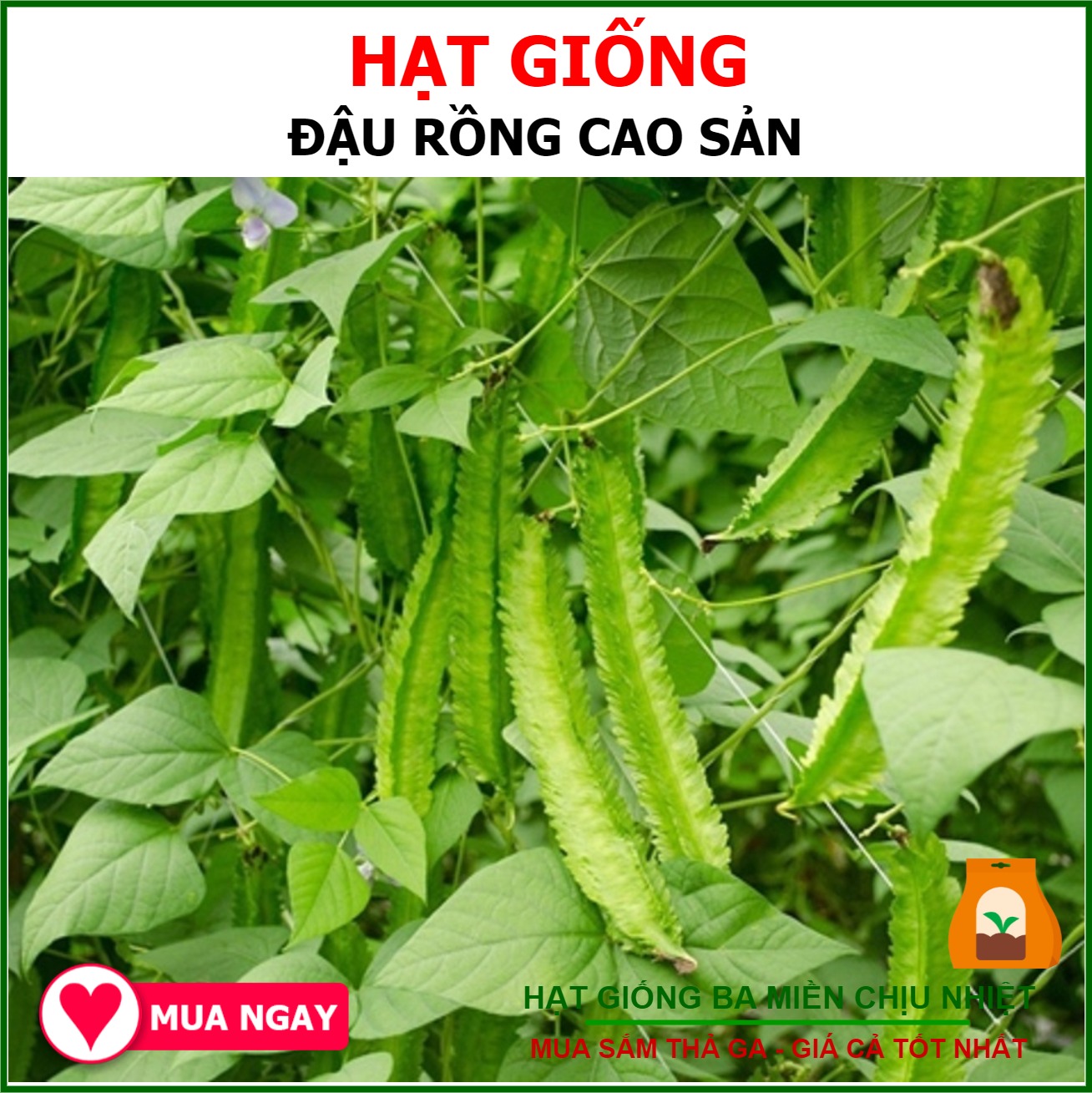 Hạt Giống Đậu Rồng Cao Sản