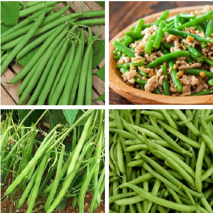 Hạt Giống Đậu cove lùn ( đậu cove bụi ) – 50Gram