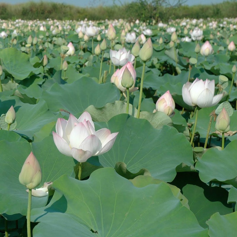 Hạt Giống Hoa Sen Ta (Sen Hồng Việt Nam) Gói 15 hạt - VTNT