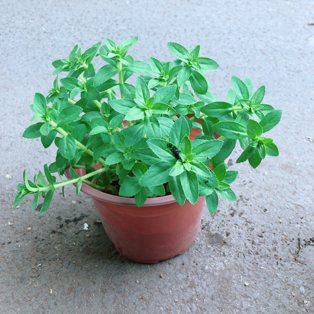 [HCM]Chậu Cây Rau Ngổ (Ngò Om)