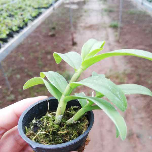 Lan Phi Điệp 5 CT Phú Thọ Cây 7CM