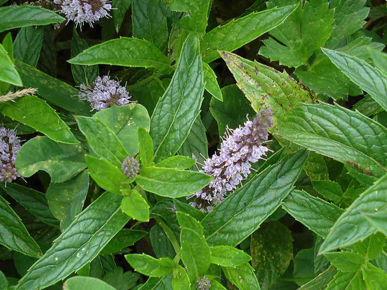 Gói 100  hạt giống Bạc Hà Mint Spearmint