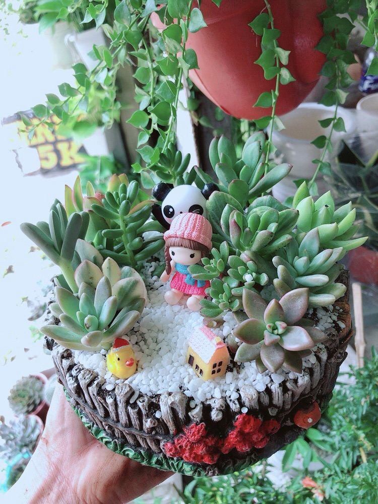 Chậu sen đá tiểu cảnh