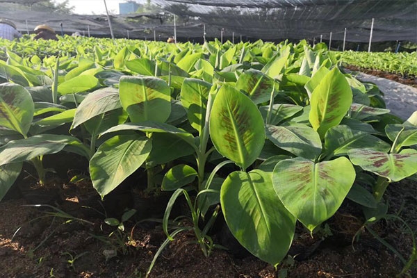 Cây chuối già nam mỹ giống