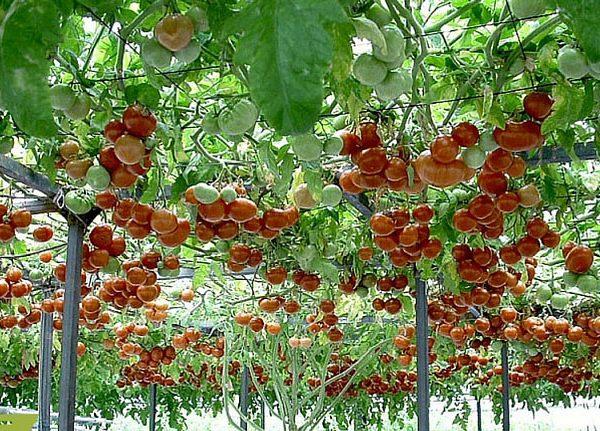 Hạt giống cà chua leo giàn ( cà chua bạch tuộc ) 10 hạt/gói - (TẶNG gói kích thích hạt nảy mầm)