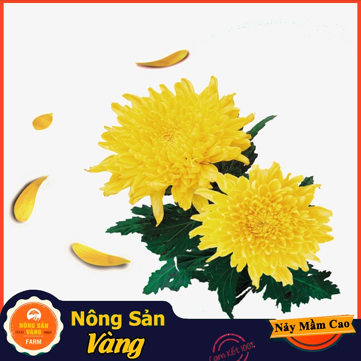 Jiuyumei flower seed (baked yellow daisy) sprout quickly, germinated flowers, small pests (pack of 100 seeds)-shallow yellow