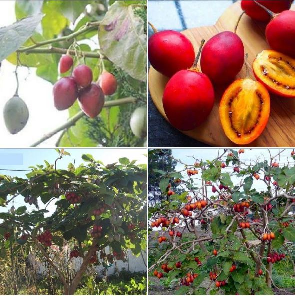 Hạt giống cà chua thân gỗ tamarillo - gói 10 hạt