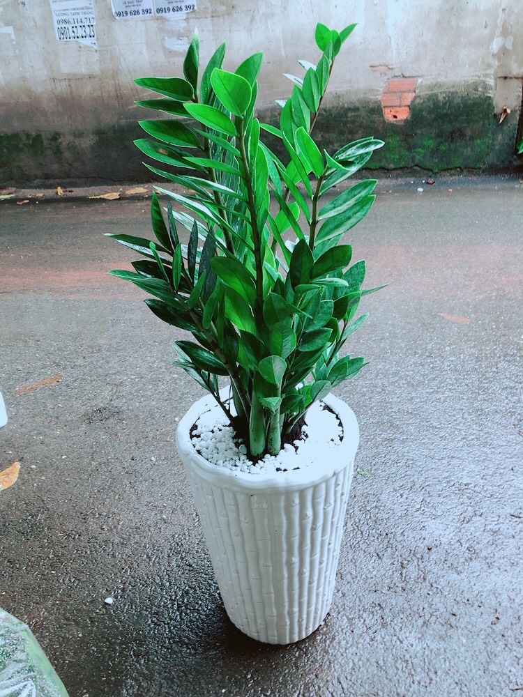 [HCM]Cây Kim Tiền Lớn Chậu Cao