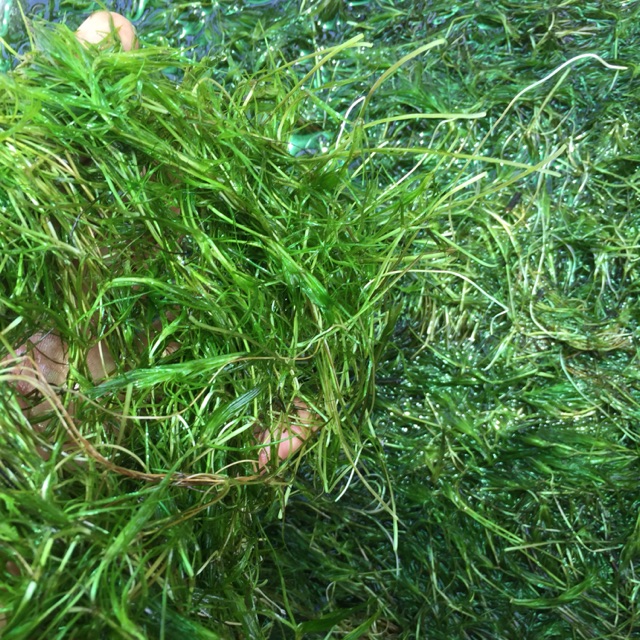 Rong Lá Trúc - Rong Trang Trí Hồ Cá
