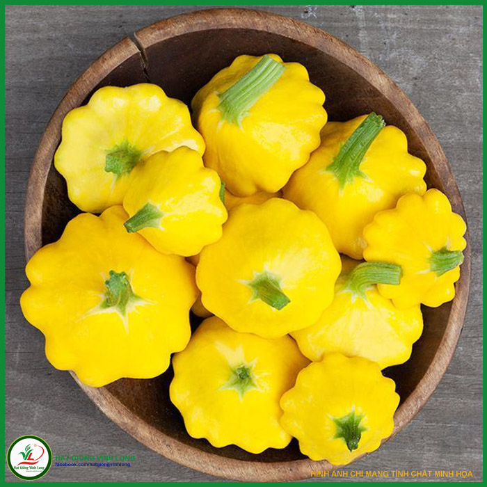 Hạt giống Bí đĩa bay vàng RD 168 - 1g