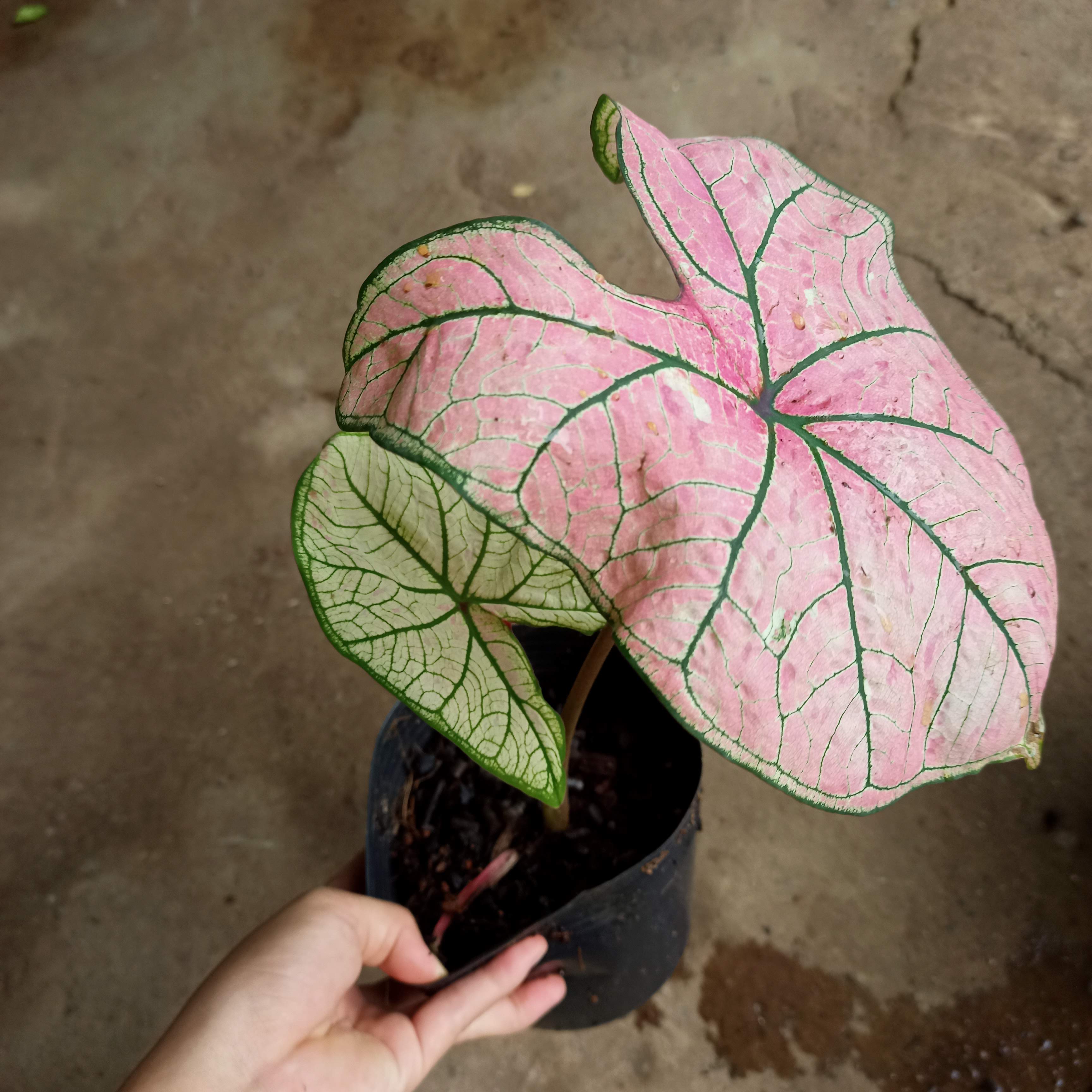 Chậu cây môn dâu lá to- Strawberry Star Caladium