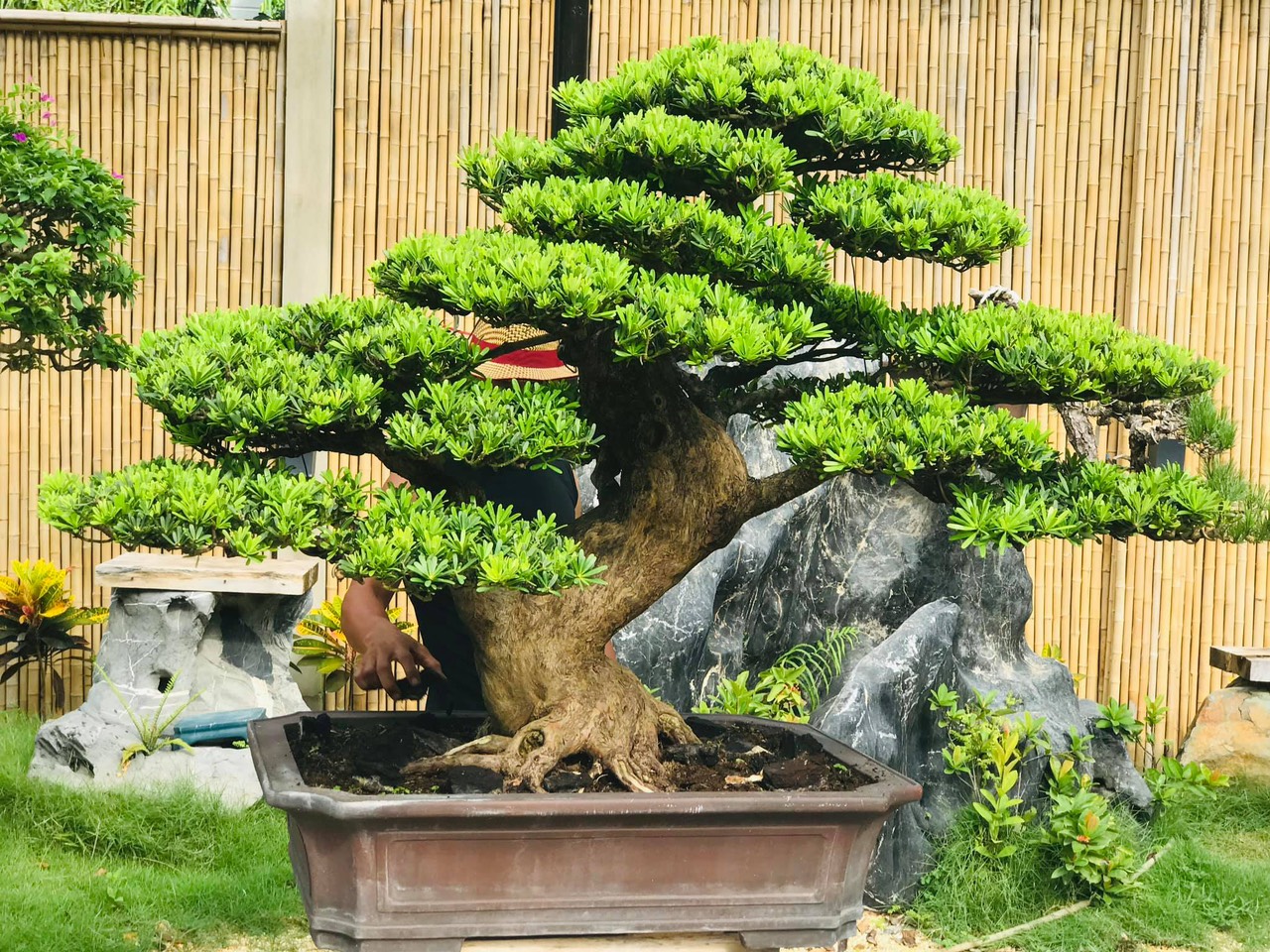 Cây tùng kim cương giống (ảnh thật số 2)