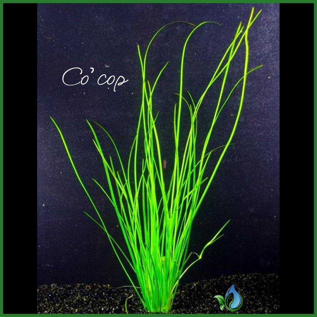Cỏ cọp -thủy sinh- cây thủy sinh cỏ cop