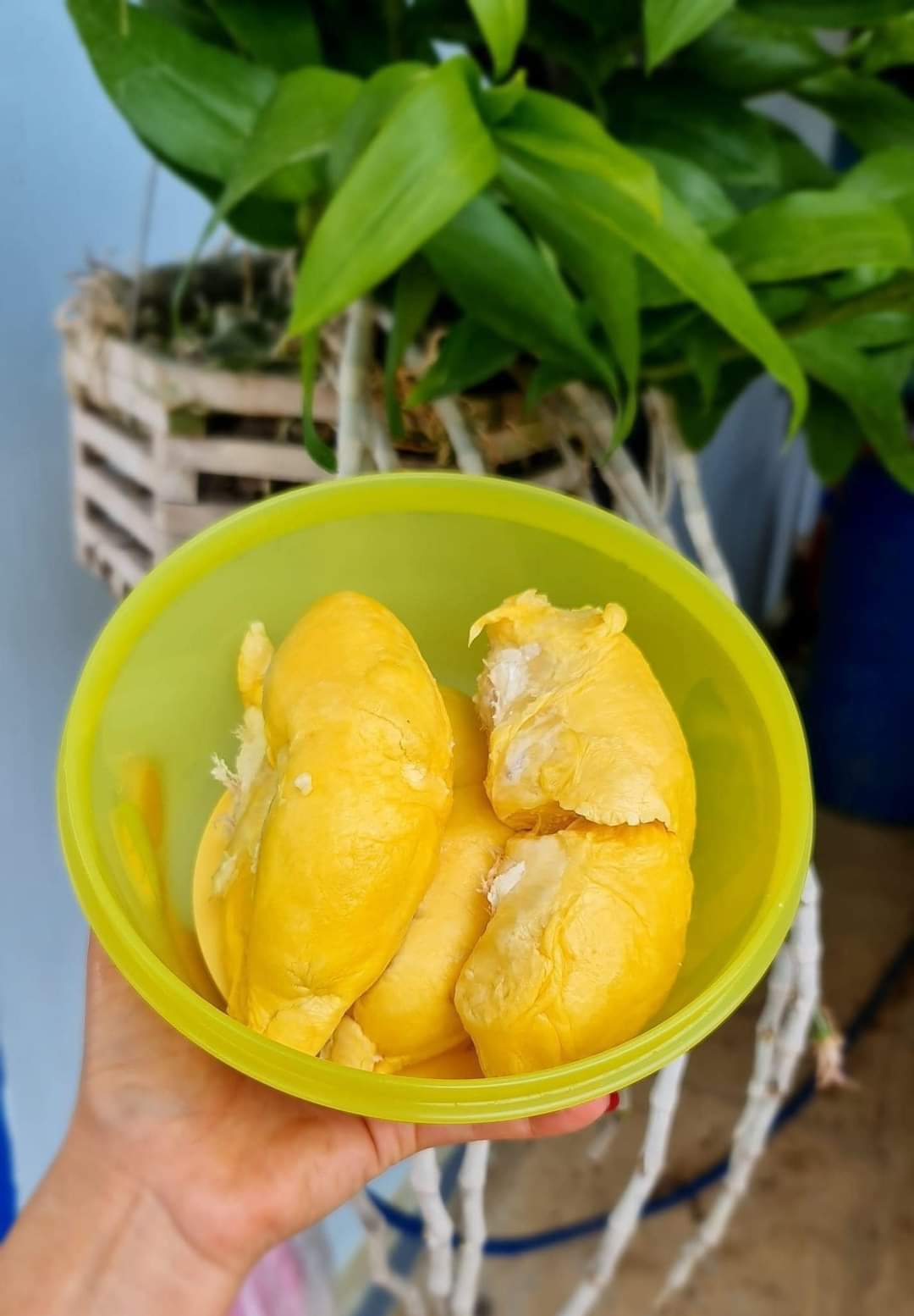 BỘ HỘP BẢO QUẢN THỰC PHẨM DURIAN KEEPER TUPPERWARE (SET 2 HỘP)