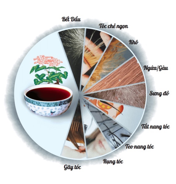 DẦU GỘI CHĂM SÓC TÓC THẢO DƯỢC THỦ ĐẠO THANG