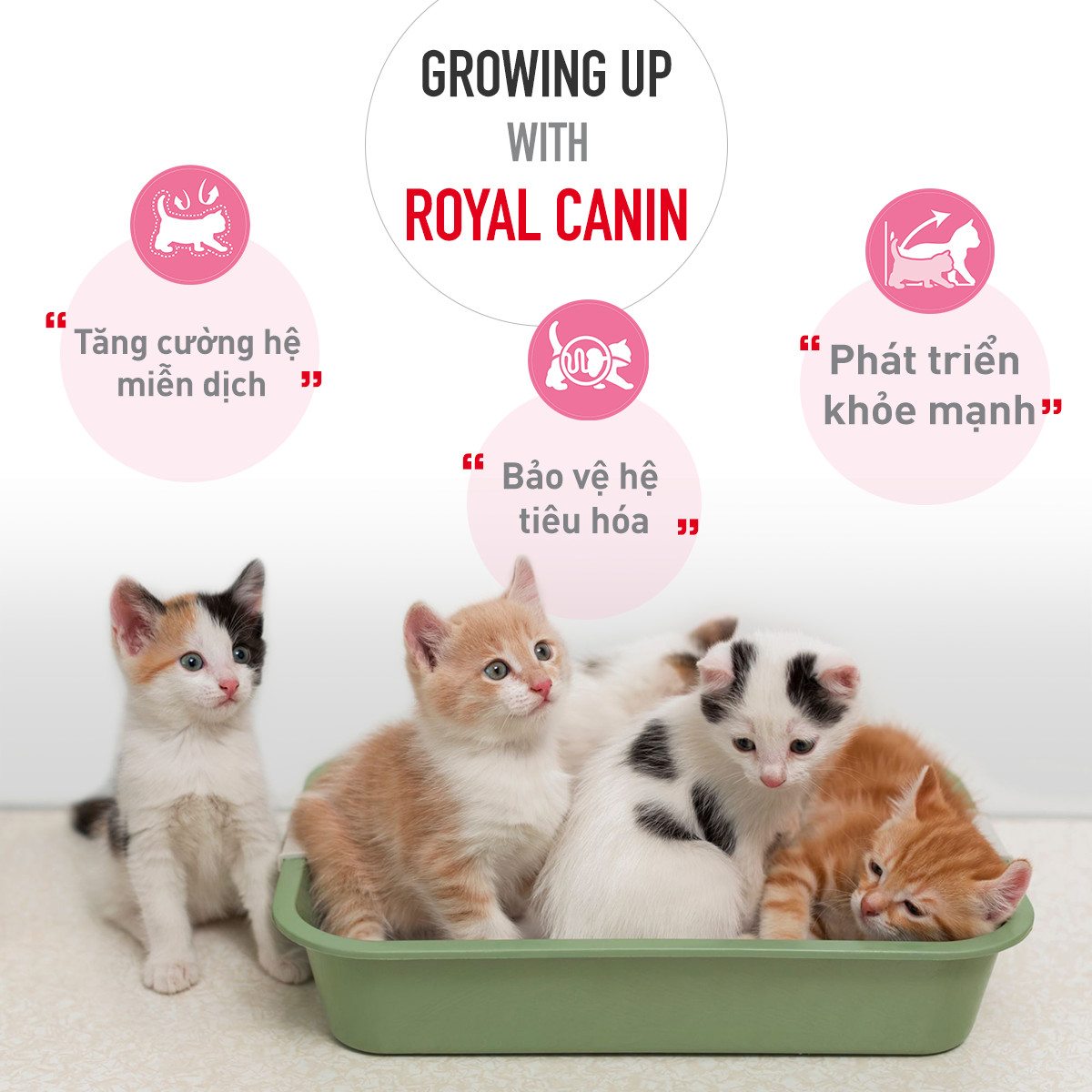 Thức ăn hạt cho mèo con Royal Canin Kitten - [Nông Trại Thú Cưng]