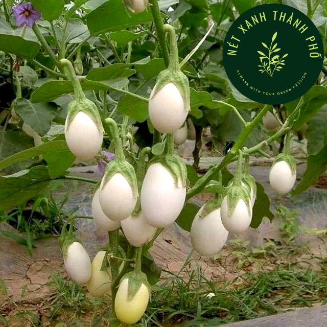 [GIAO HÀNG 2 GIỜ] Hạt giống cà trứng ngỗng