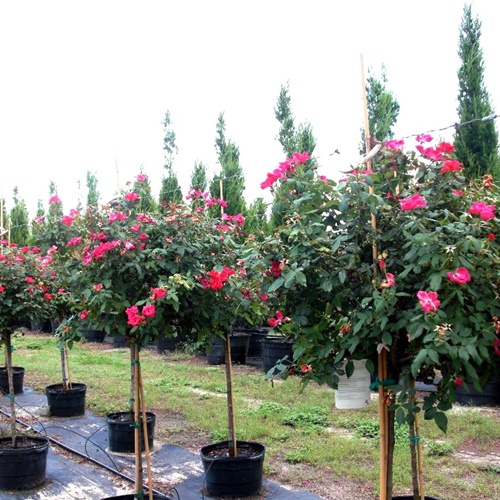 Hạt Giống Hoa Hồng Thân Gỗ . Túi 20 Hạt
